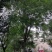 自家货国槐树多年种植一手货源树形好