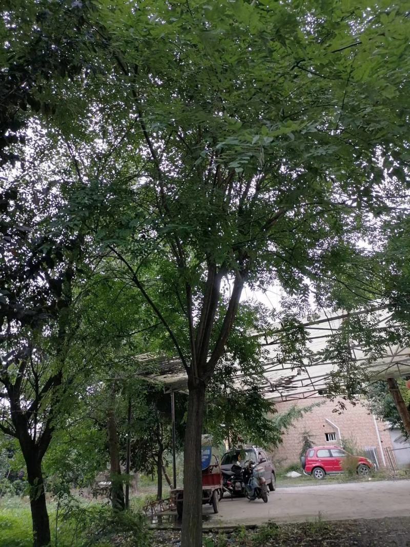 自家货国槐树多年种植一手货源树形好