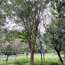 自家货国槐树多年种植一手货源树形好