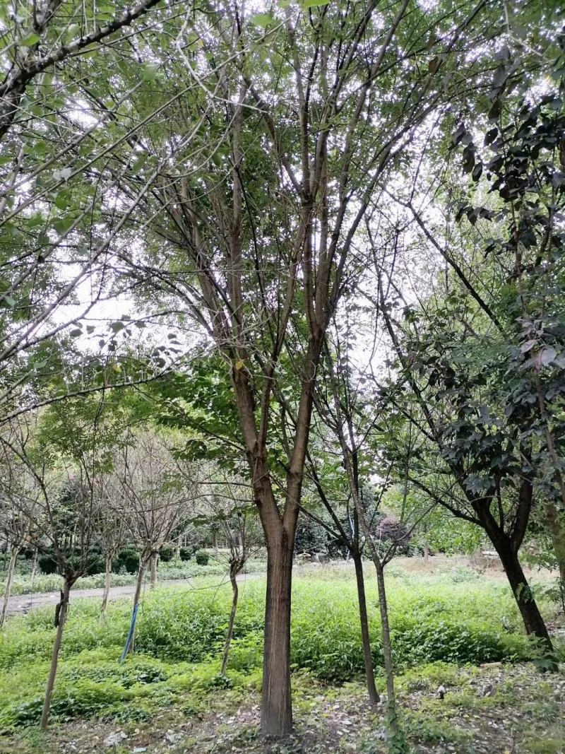 自家货国槐树多年种植一手货源树形好