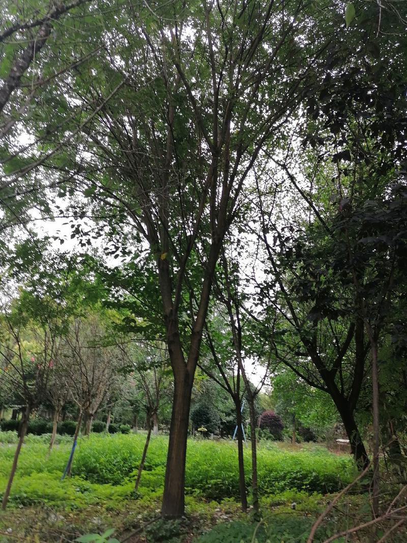 自家货国槐树多年种植一手货源树形好
