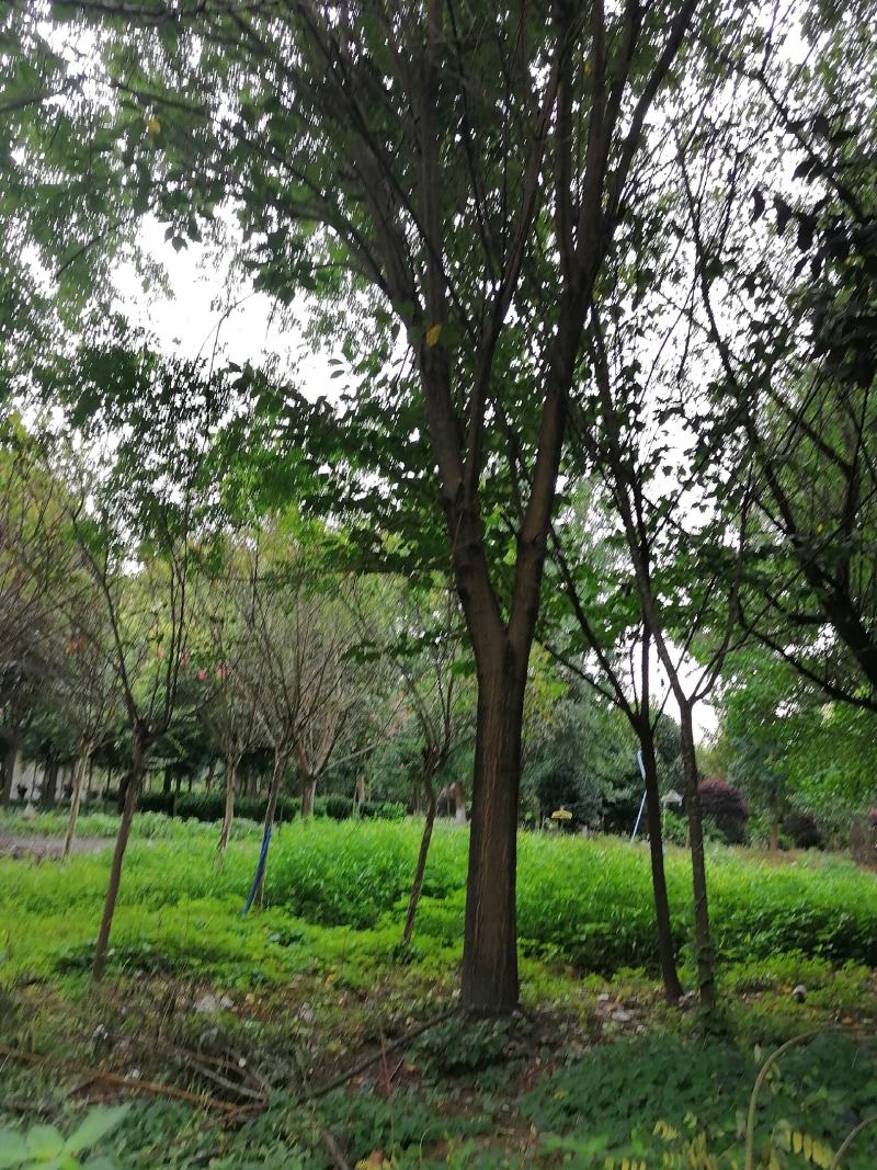 自家货国槐树多年种植一手货源树形好