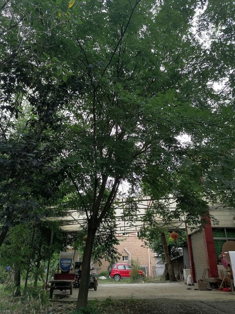 自家货国槐树多年种植一手货源树形好