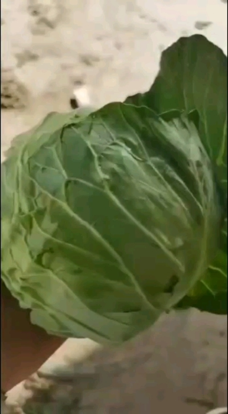 精品蔬菜实力代办团队