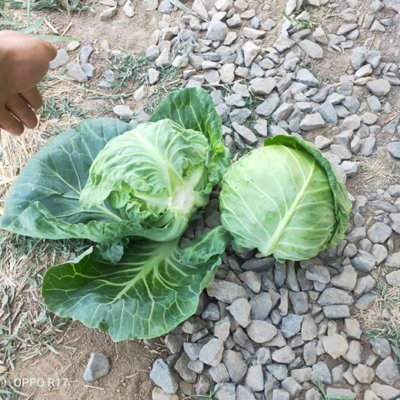 精品蔬菜实力代办团队