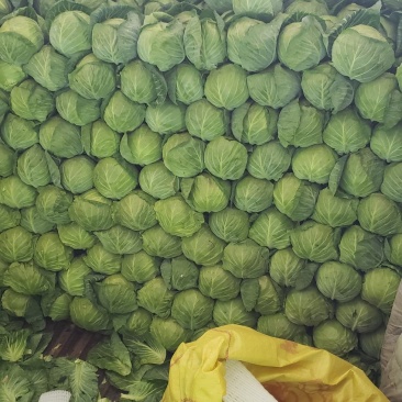 精品蔬菜实力代办团队