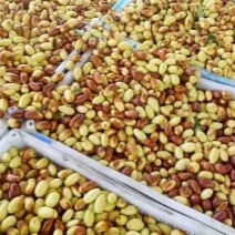 马牙枣上市了，现摘现卖诚信经营