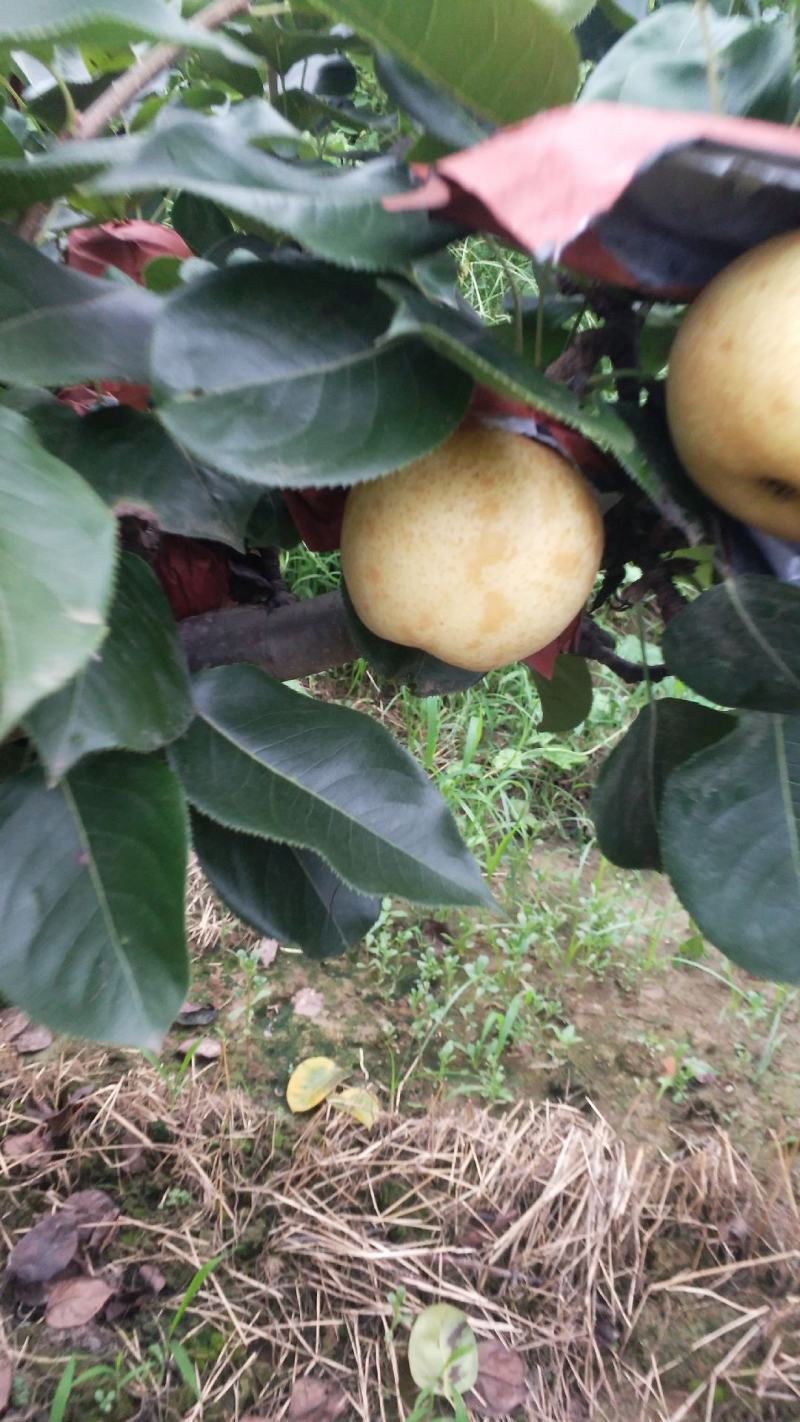 方城县博望镇前荒村黄金梨种植基地欢迎大家前来采购