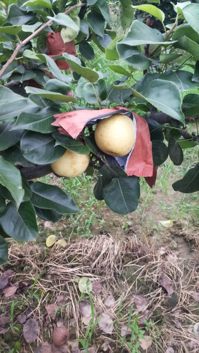 方城县博望镇前荒村黄金梨种植基地欢迎大家前来采购