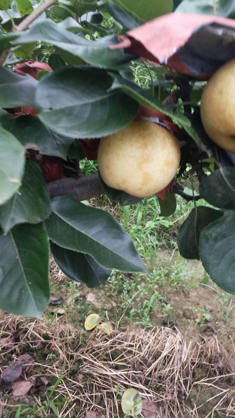 方城县博望镇前荒村黄金梨种植基地欢迎大家前来采购