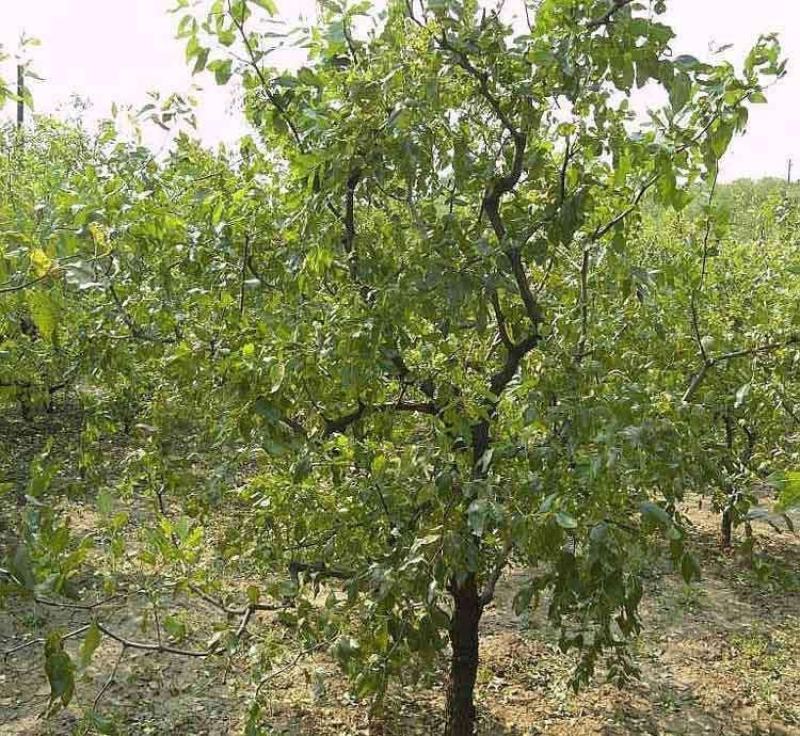 山东沾化冬枣树苗保品种保质量口感脆甜可视频看货选货