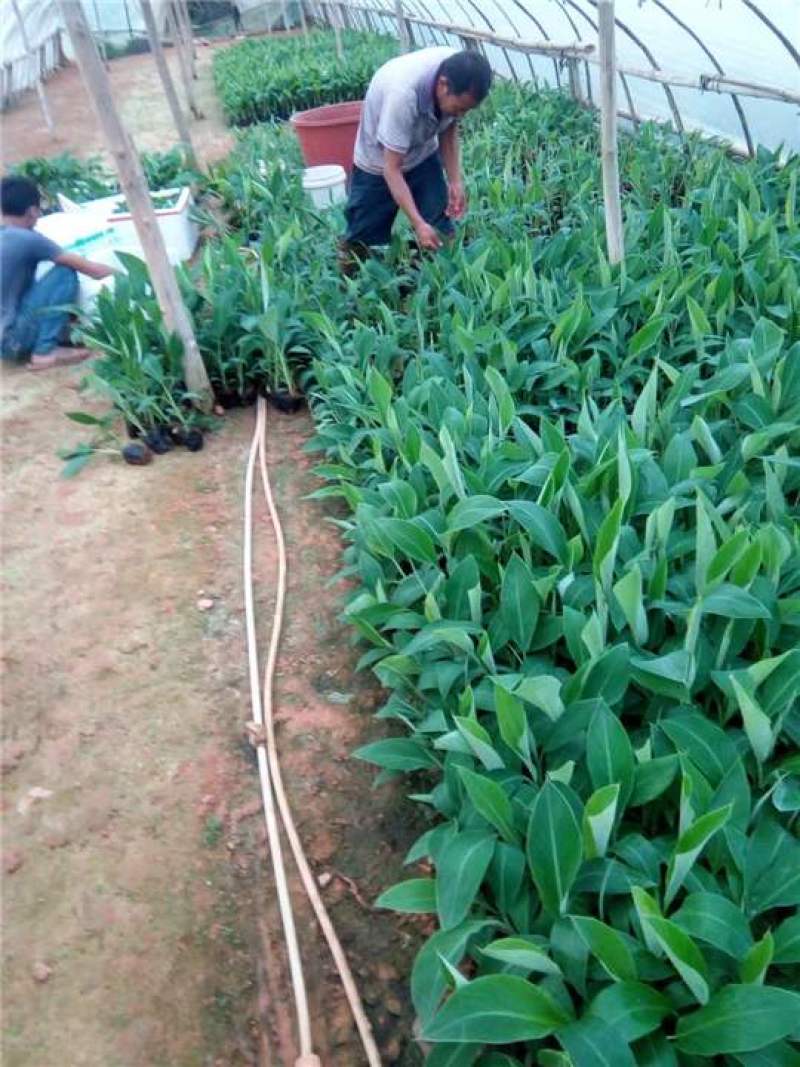 香蕉苗营养杯苗带土带叶地栽庭院种植当年结果包邮