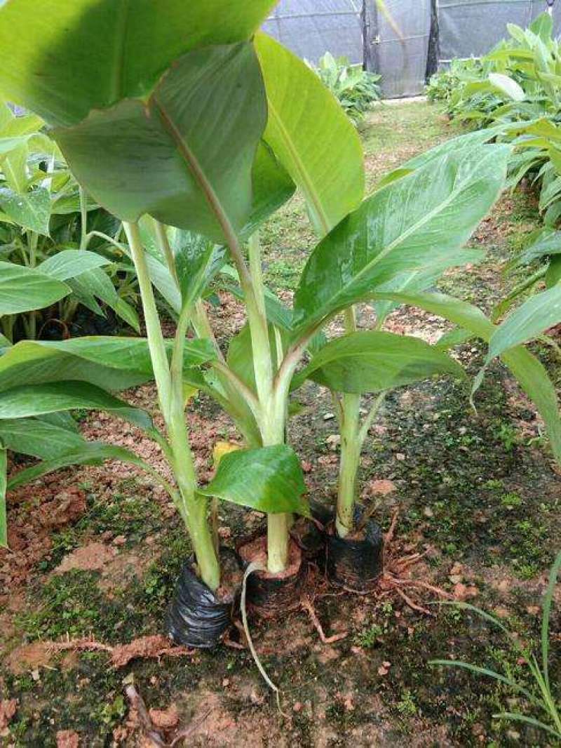 香蕉苗营养杯苗带土带叶地栽庭院种植当年结果包邮