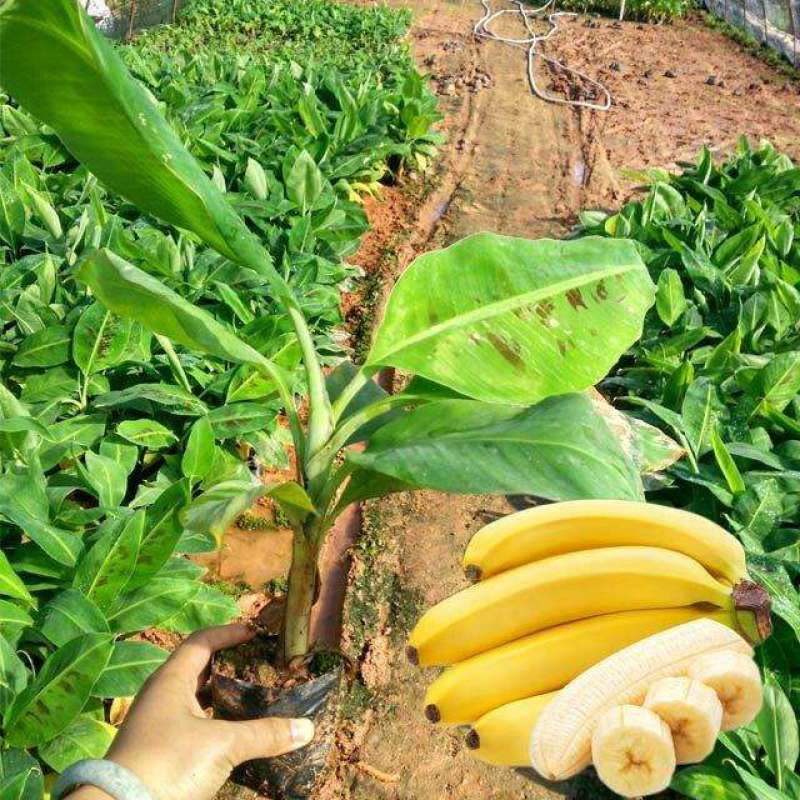 香蕉苗营养杯苗带土带叶地栽庭院种植当年结果包邮