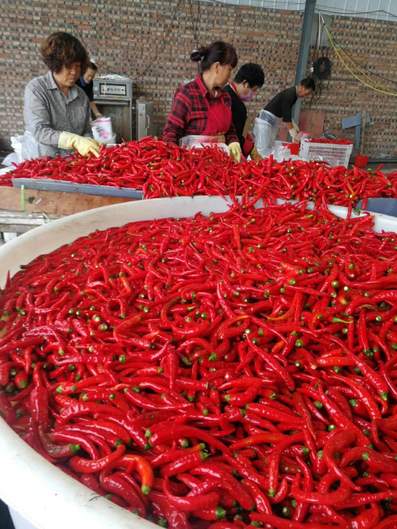 山西青线椒大量上市，货源充充足