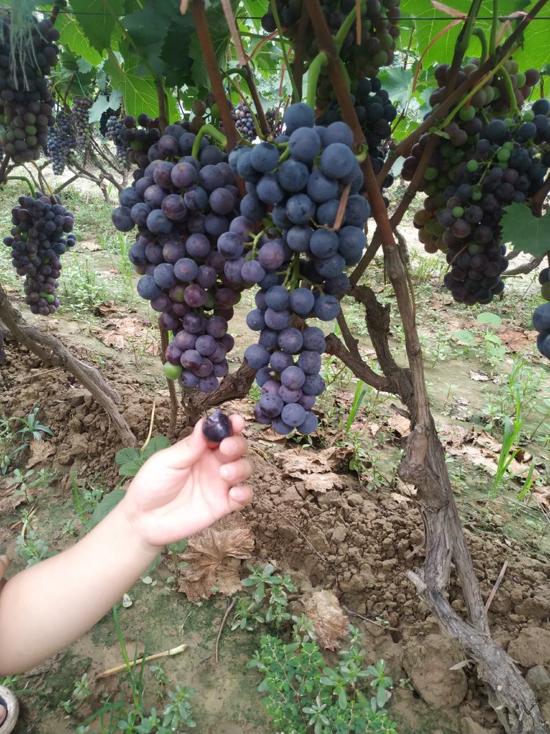 夏黑葡萄大量上市欢迎各地经销商