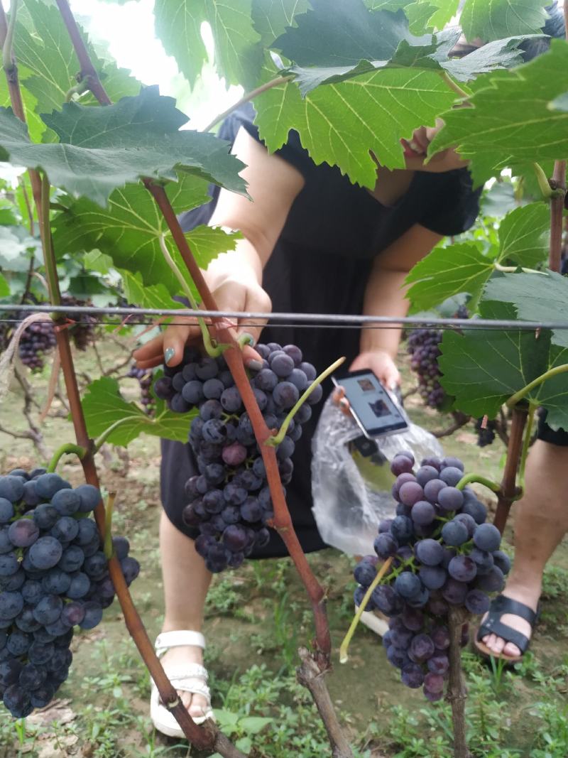 夏黑葡萄大量上市欢迎各地经销商