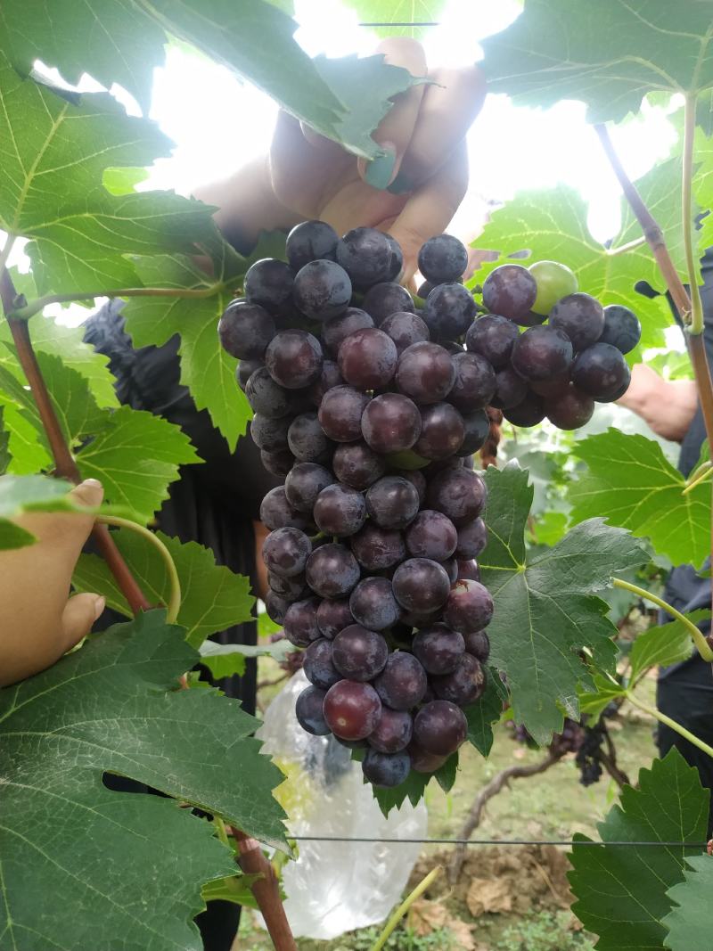 夏黑葡萄大量上市欢迎各地经销商