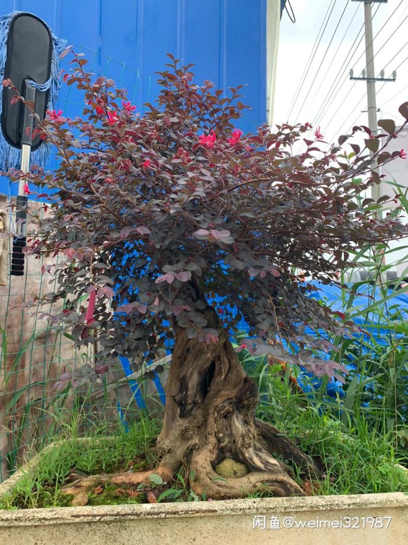 老树桩盆景罗汉松百日红