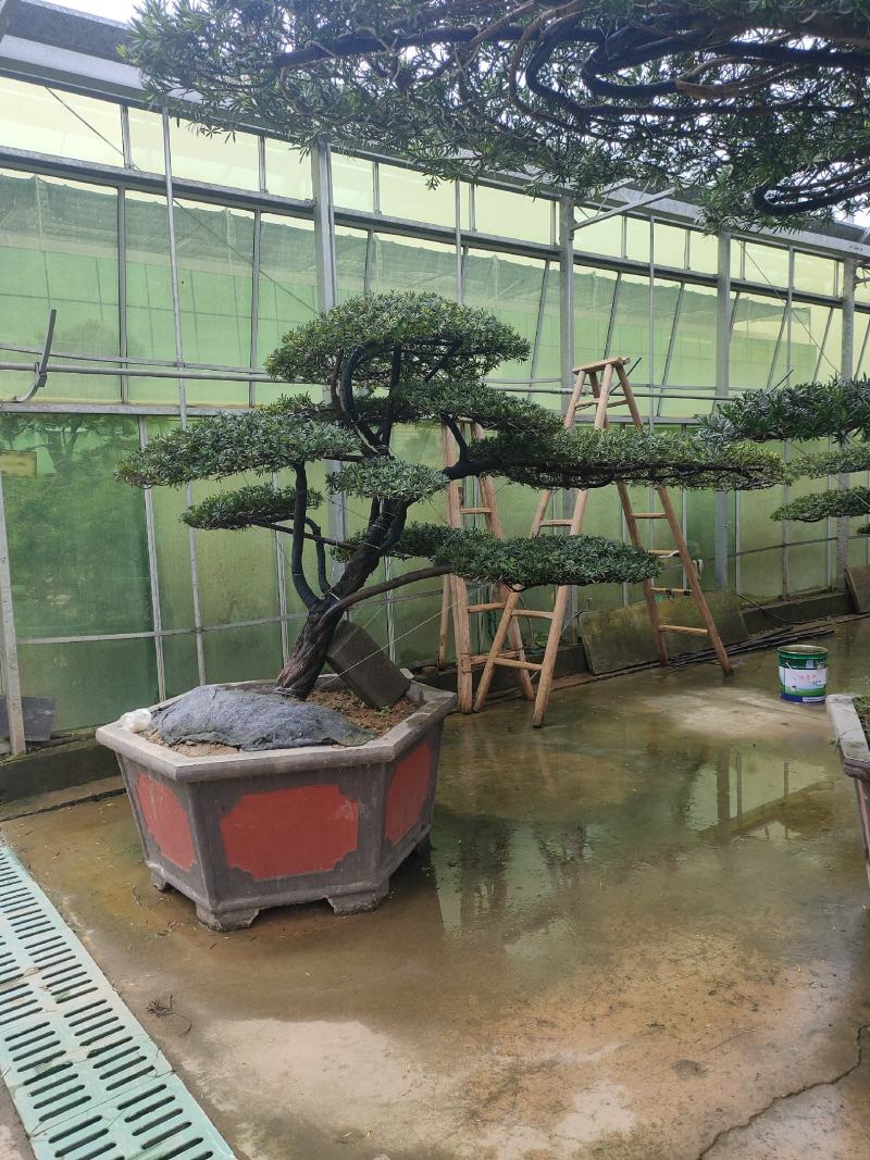 老树桩盆景罗汉松百日红