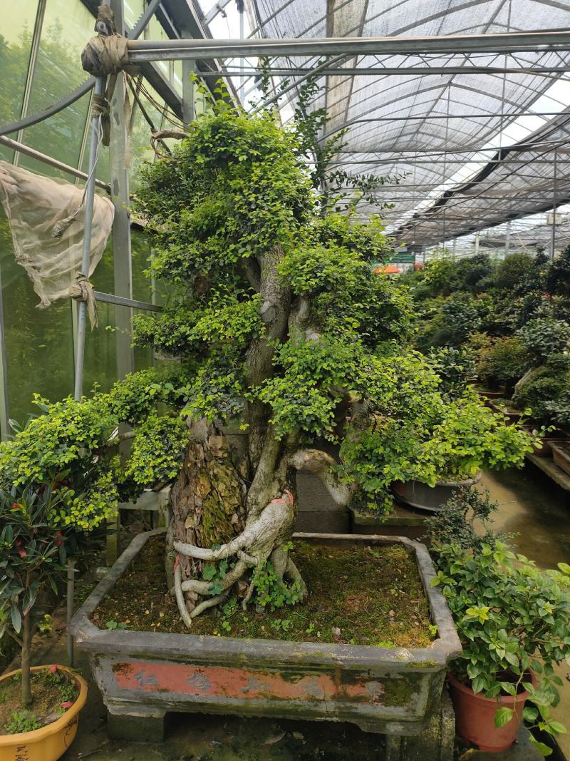 老树桩盆景罗汉松百日红