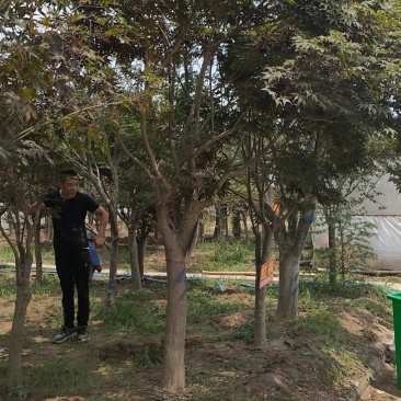 老树桩盆景罗汉松百日红
