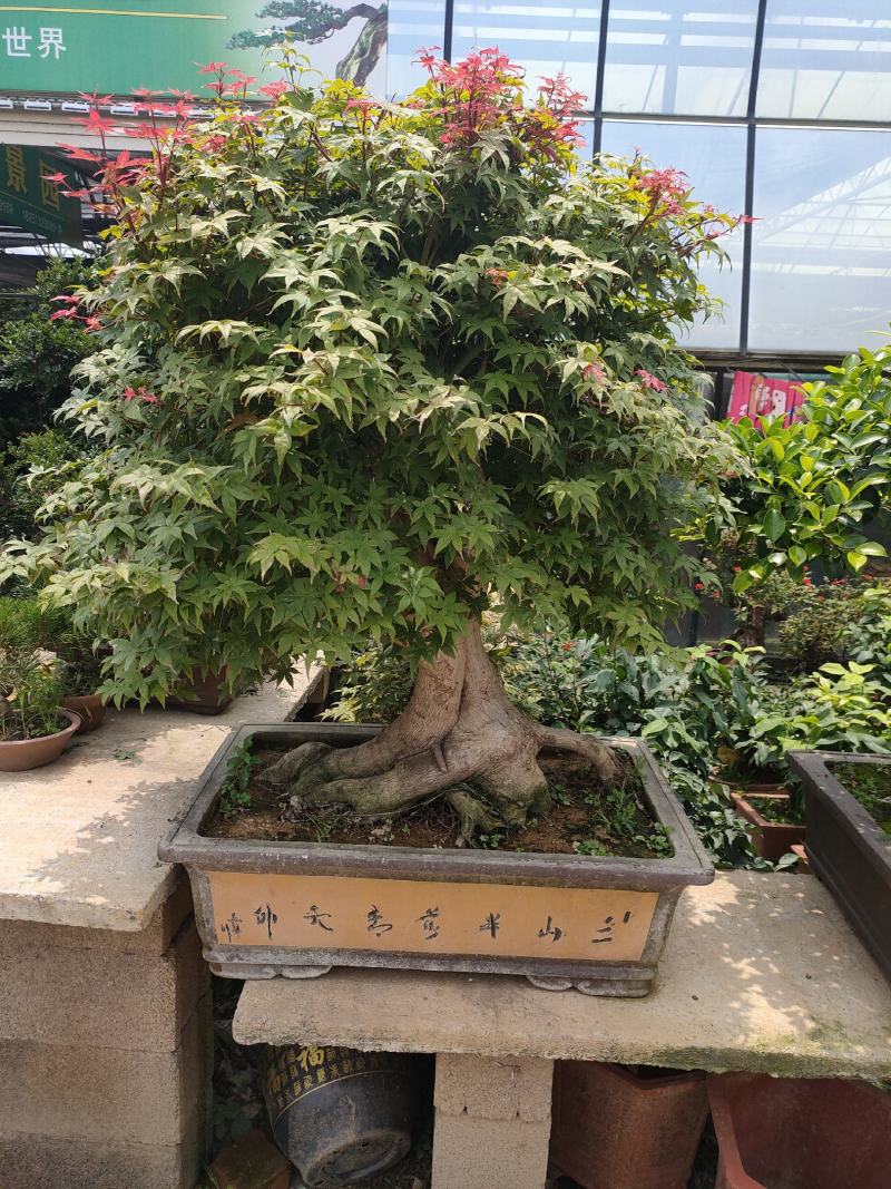 老树桩盆景罗汉松百日红