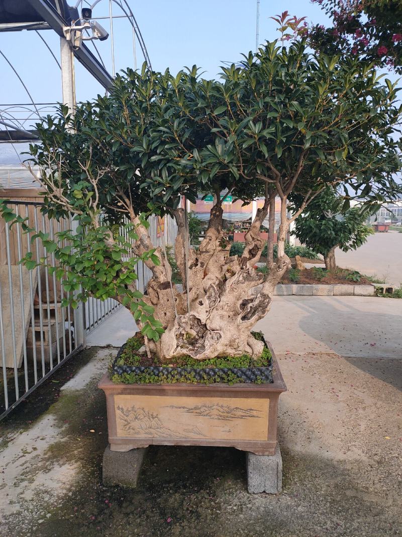 老树桩盆景罗汉松百日红