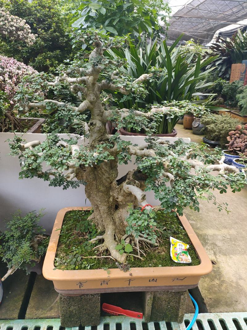 老树桩盆景罗汉松百日红