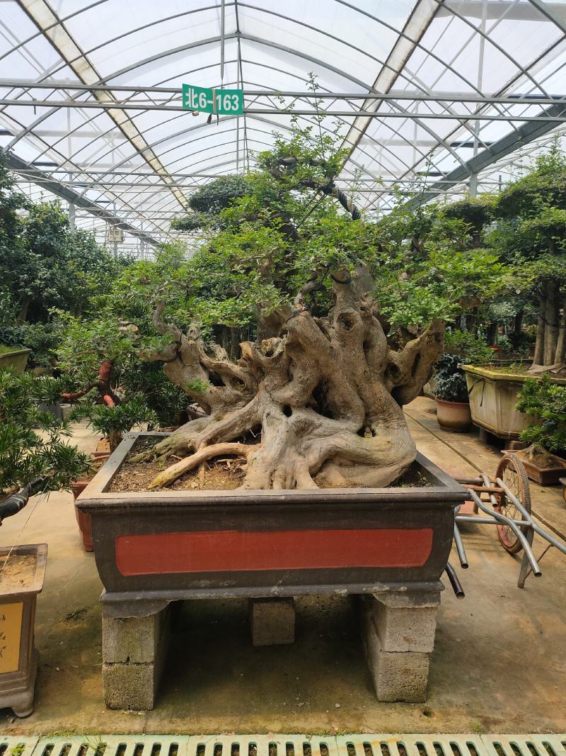 老树桩盆景罗汉松百日红