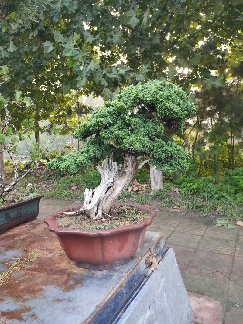 老树桩盆景罗汉松百日红