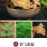 川芎中药材川芎四川正品川芎无硫磺川芎批发