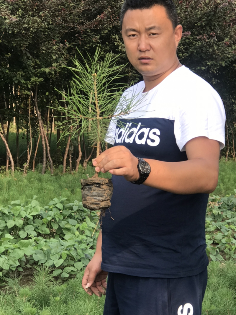 樟子松13✖️16杯子，16✖️16杯子