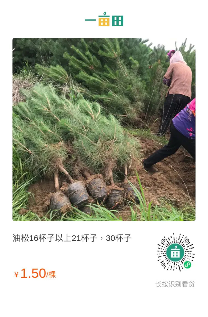樟子松13✖️16杯子，16✖️16杯子
