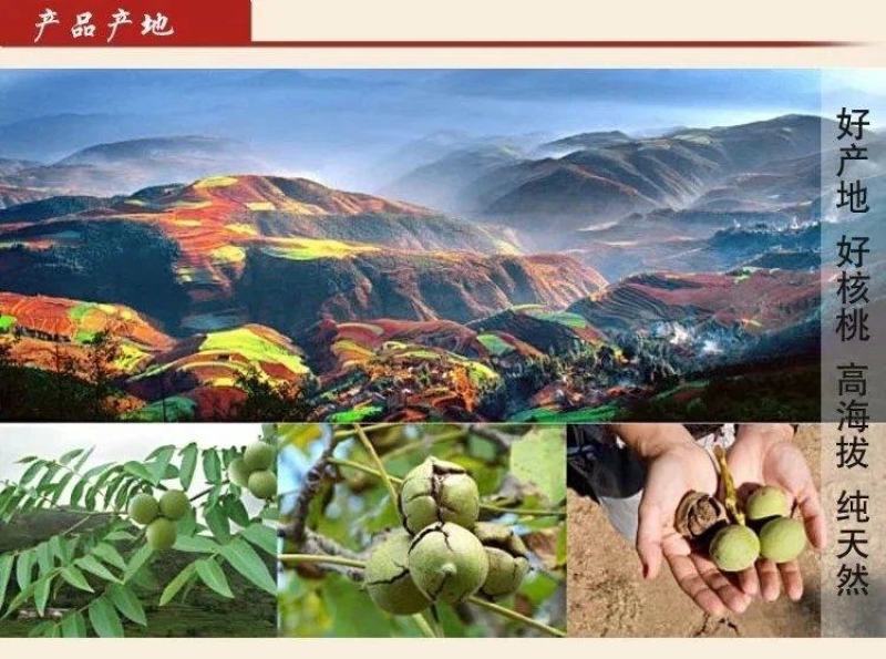 农伯惠云商直供展销会赶大火爆模式云南新鲜核桃薄壳干核桃