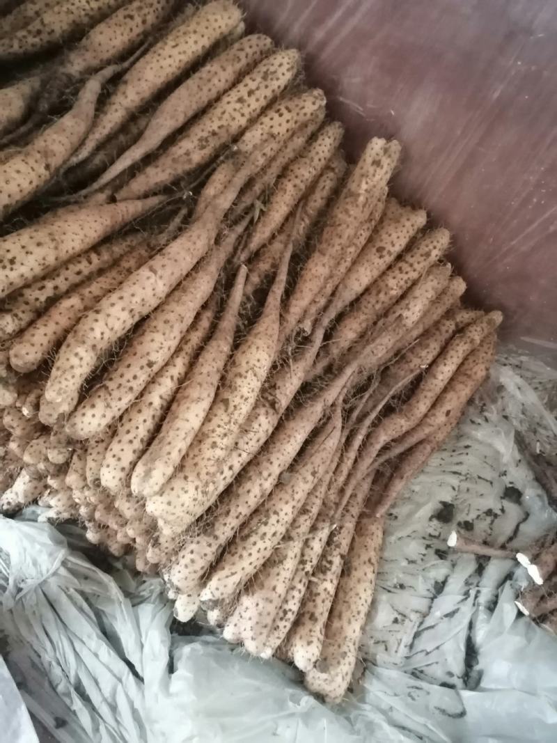 山东平度白玉牛腿山药产地直供需要的联系了
