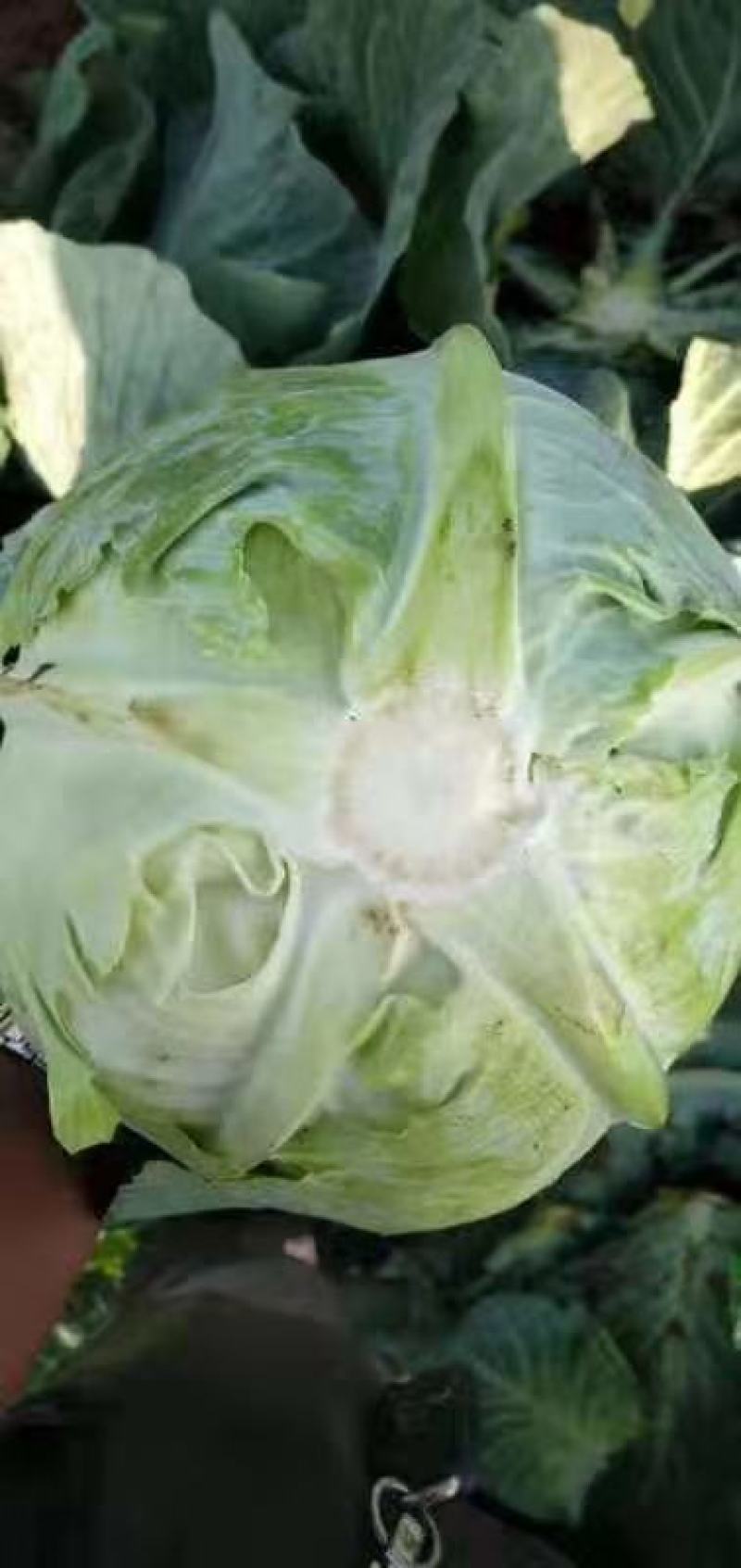 奥奇娜扁包菜，适合市场，加工厂，养殖场，产地直供，一手货