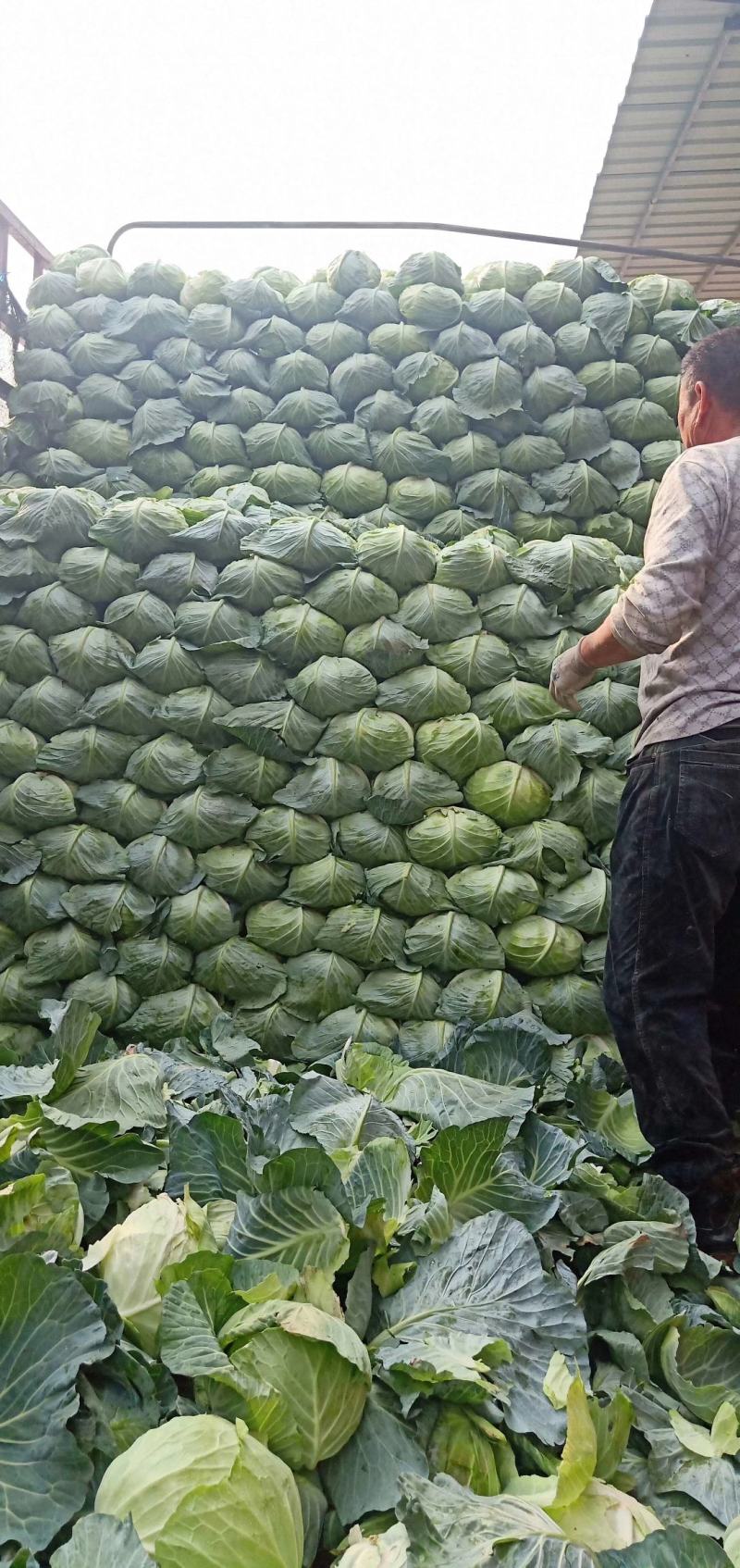 奥奇娜扁包菜，适合市场，加工厂，养殖场，产地直供，一手货
