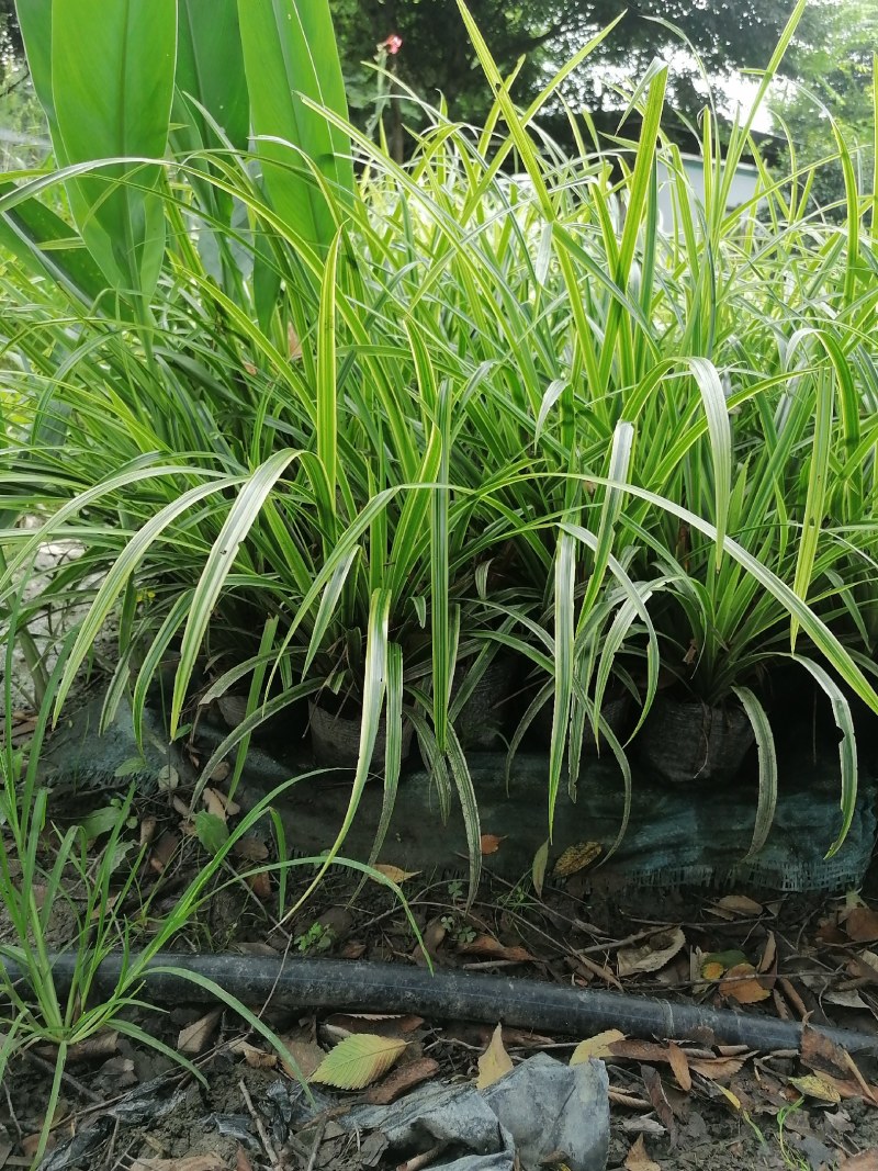 金叶吉祥草杯苗50-60高，量大从优，成都基地。