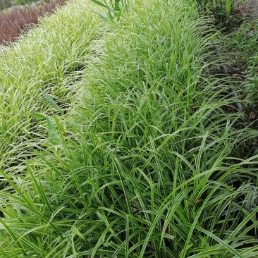 金叶吉祥草杯苗50-60高，量大从优，成都基地。