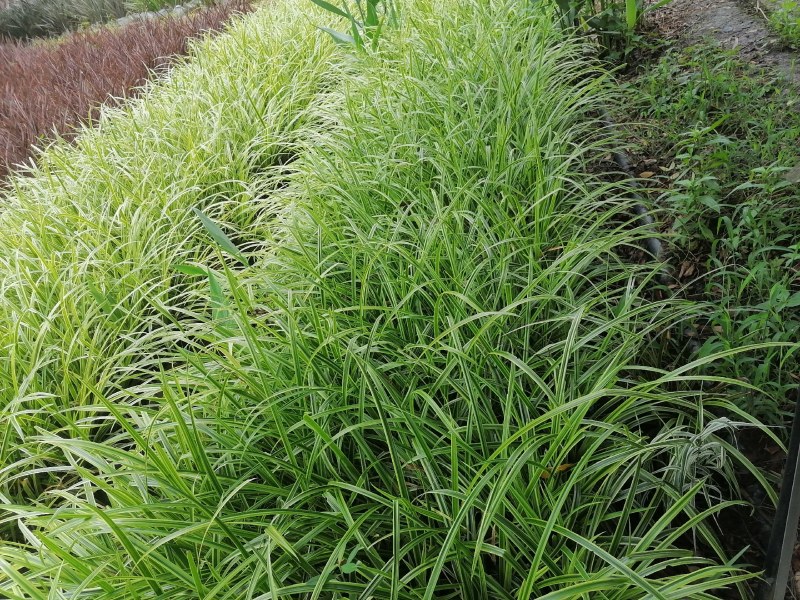 金叶吉祥草杯苗50-60高，量大从优，成都基地。