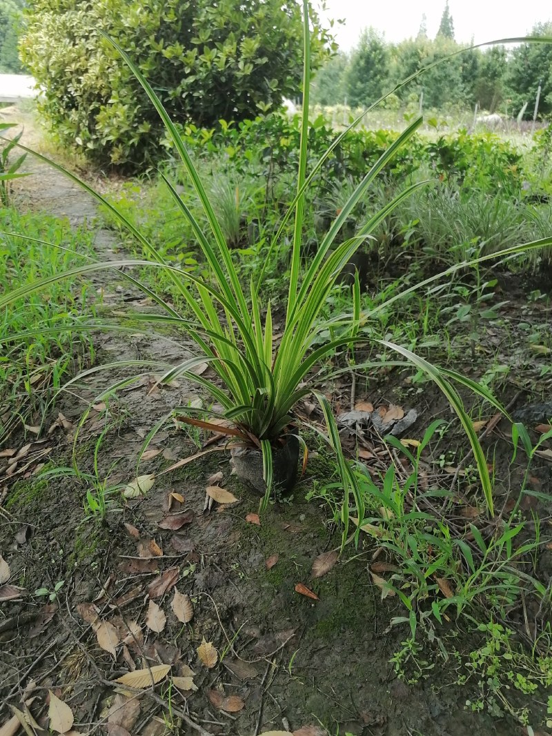 金叶吉祥草杯苗50-60高，量大从优，成都基地。