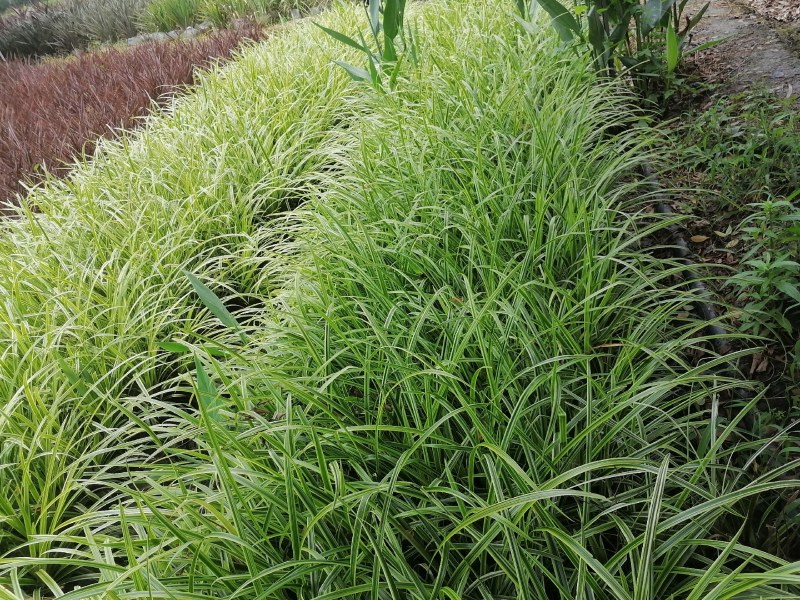 金叶吉祥草杯苗50-60高，量大从优，成都基地。