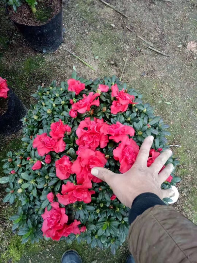 30杯梅红西洋杜鹃原装带土发货基地直销大量有货