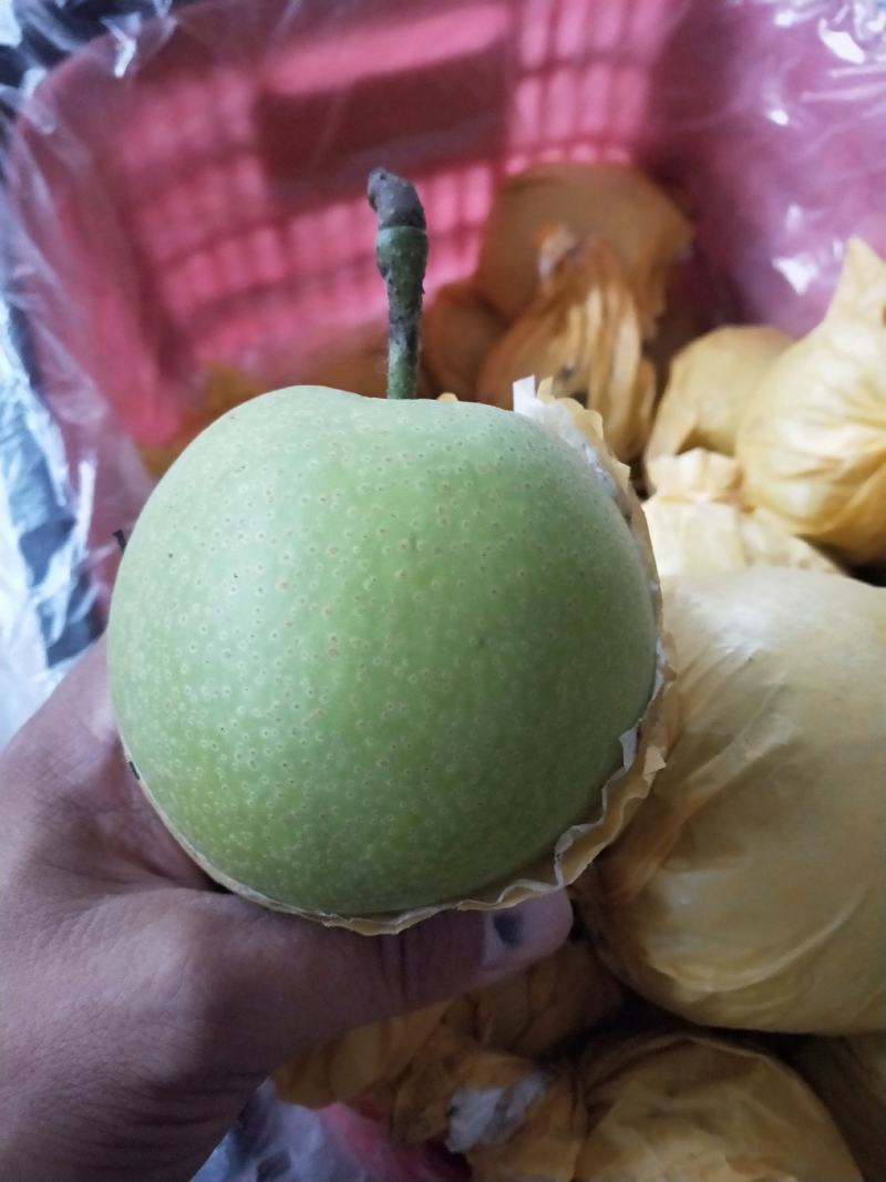 河北晋州市绿皮皇冠梨
