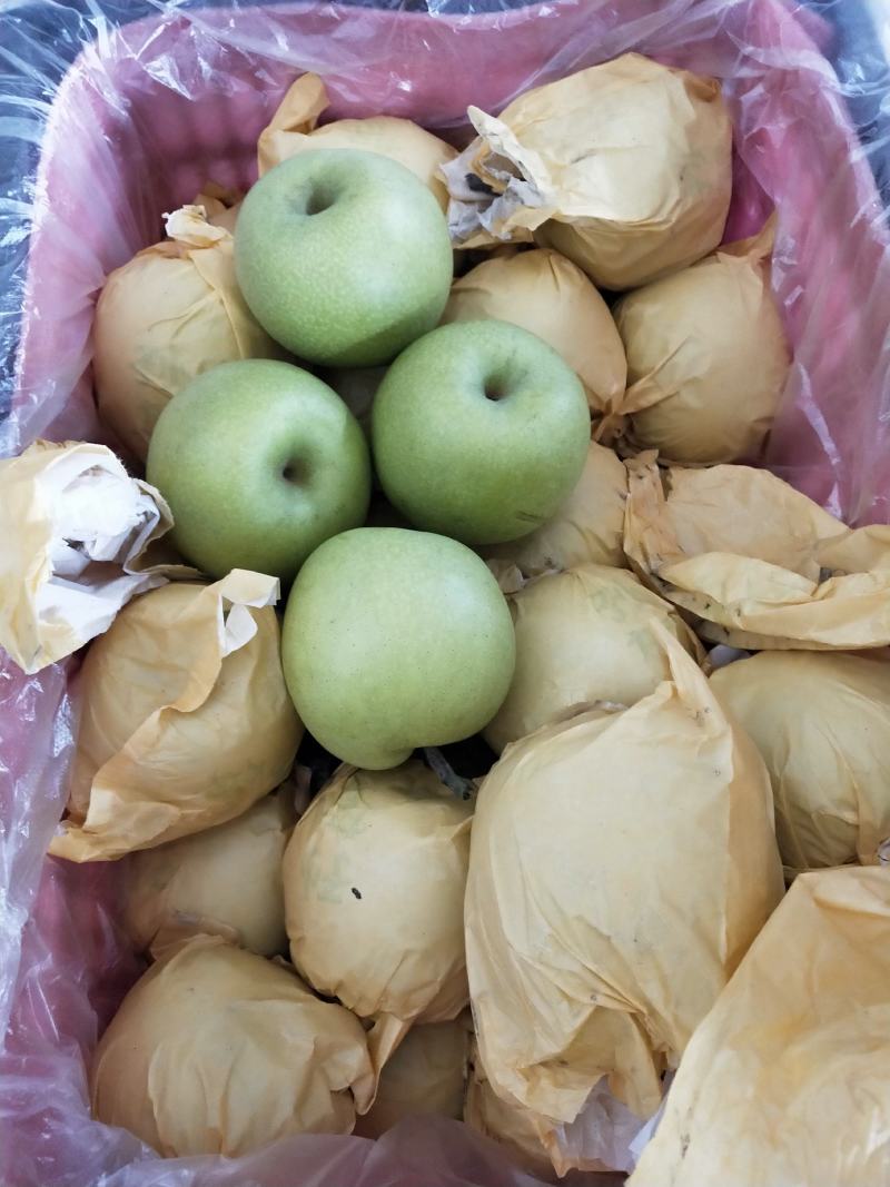 河北晋州市绿皮皇冠梨