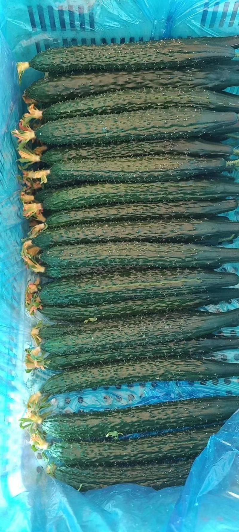 密刺黄瓜25公分以上干花带刺