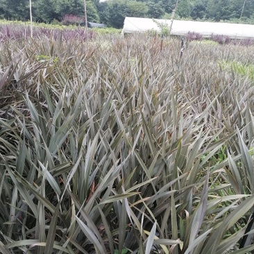 澳洲朱蕉大杯苗40-50公分，只批发，不零售。