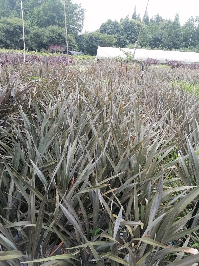 澳洲朱蕉大杯苗40-50公分，只批发，不零售。