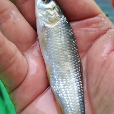 青鱼苗，黑鲩鱼苗，生长快，个头大，市场价格高